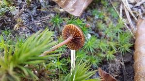 Wald---Mooshaeubling_Galerina-hypnorum_20251226_140150.jpg