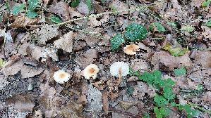 Waldfreundruebling_Gymnopus-dryophilus_20260827_113308.jpg