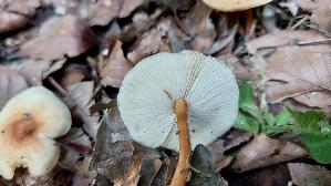 Waldfreundruebling_Gymnopus-dryophilus_20260827_113323.jpg