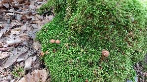 Waldfreundruebling_Gymnopus-dryophilus_20260827_134251.jpg