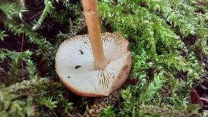 Waldfreundruebling_Gymnopus-dryophilus_20260827_134711.jpg