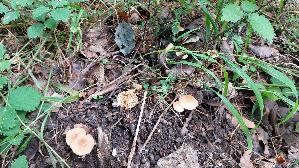 Waldfreundruebling_Gymnopus-dryophilus_20260829_144556.jpg