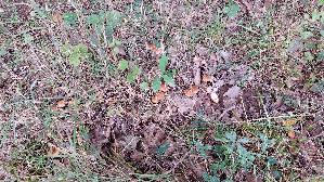 Waldfreundruebling_Gymnopus-dryophilus_20260829_152834.jpg