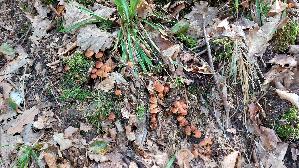 Waldfreundruebling_Gymnopus-dryophilus_20260829_154938.jpg