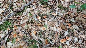 Waldfreundruebling_Gymnopus-dryophilus_20260902_133124.jpg