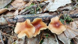 Waldfreundruebling_Gymnopus-dryophilus_20260902_133142.jpg