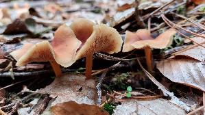 Waldfreundruebling_Gymnopus-dryophilus_20260902_133153.jpg