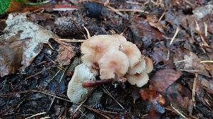 Waldfreundruebling_Gymnopus-dryophilus_20261008_155334.jpg