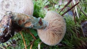 Wechselblau--er-Edelreizker_Lactarius-quieticolor_20251006_152456.jpg