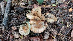 Wechselblau--er-Edelreizker_Lactarius-quieticolor_20251023_121344.jpg