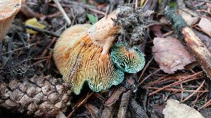 Wechselblau--er-Edelreizker_Lactarius-quieticolor_20251023_121435.jpg