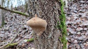 Weidenfeu--erschwamm_Phellinus-igniarius_20241215_142131.jpg