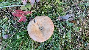 Weinroter-Kiefern---Reizker_Lactarius-sanguifluus_20251009_162838.jpg