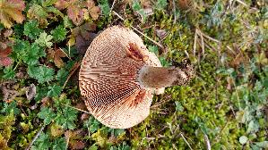 Weinroter-Kiefern---Reizker_Lactarius-sanguifluus_20251113_125939.jpg