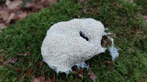 Weis--se-Lohbluete_Fuligo-candida_20260707_131033.jpg