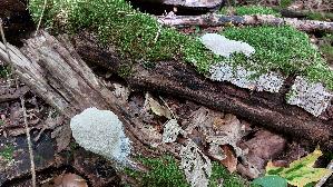 Weis--se-Lohbluete_Fuligo-candida_20260707_131746.jpg