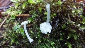 Weisser-Adernabeling_Delicatula-integrella_20230902_105833.jpg