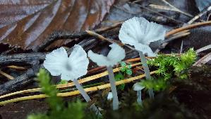 Weisser-Adernabeling_Delicatula-integrella_20230902_105849.jpg