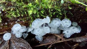 Weisser-Adernabeling_Delicatula-integrella_20230902_105907.jpg