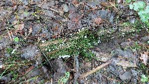 Weisser-Adernabeling_Delicatula-integrella_OMIMG_20230902_105801.jpg