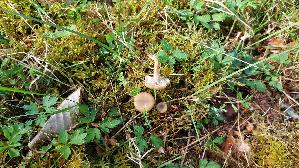 Weisser-Anis---Trichterling_Clitocybe-fragrans_20250504_164713.jpg