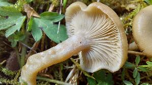 Weisser-Anis---Trichterling_Clitocybe-fragrans_20250504_164811.jpg