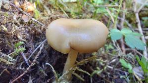 Weisser-Anis---Trichterling_Clitocybe-fragrans_20250504_164945.jpg