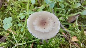 Weisser-Anis---Trichterling_Clitocybe-fragrans_20260322_125438.jpg