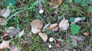 Weisser-Anis---Trichterling_Clitocybe-fragrans_20260522_101323.jpg