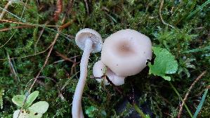 Weisser-Anis---Trichterling_Clitocybe-fragrans_20261003_123009.jpg