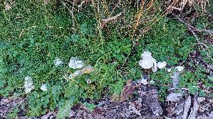 Weisser-Bueschelrasling_Leucocybe-connata_20250906_133125.jpg