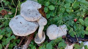 Weisser-Bueschelrasling_Leucocybe-connata_20250906_133213.jpg