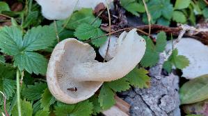 Weisser-Bueschelrasling_Leucocybe-connata_20250906_133230.jpg