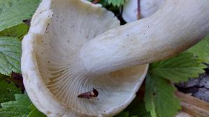 Weisser-Bueschelrasling_Leucocybe-connata_20250906_133243.jpg