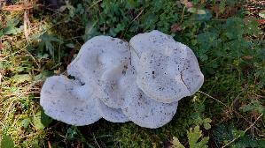 Weisser-Bueschelrasling_Leucocybe-connata_20250906_134053.jpg
