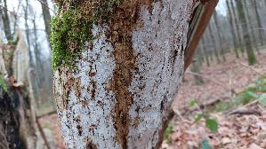 Weisser-Holunder---Rindenpilz_Xylodon-sambuci_20251205_131750.jpg