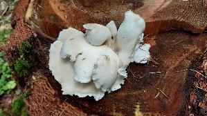 Weisser-Knochenporling_Osteina-obducta_20250905_135644.jpg