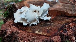 Weisser-Knochenporling_Osteina-obducta_20250905_135652.jpg
