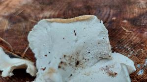 Weisser-Knochenporling_Osteina-obducta_20250905_135754.jpg