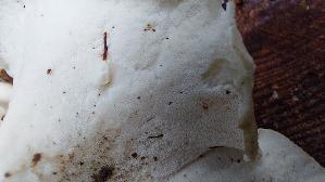 Weisser-Knochenporling_Osteina-obducta_20250905_135808.jpg