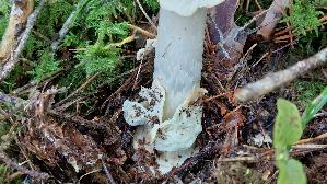 Weisser-Knollenblaetterpilz_Amanita-phalloides-var.-alba_20250904_121526.jpg