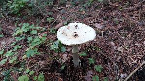 Weisser-Knollenblaetterpilz_Amanita-phalloides-var.-alba_20250905_140424.jpg