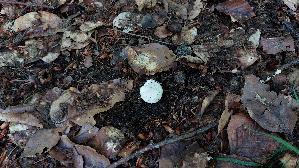 Weisser-Knollenblaetterpilz_Amanita-phalloides-var.-alba_20260701_153947.jpg