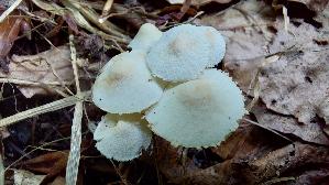 Weisser-Mehlschirmling_Cystolepiota-sistrata_20260903_140424.jpg
