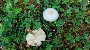 Weisser-Schirmling_Lepiota-erminea_20250806_133036.jpg