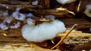 Weissgelbes-Netzpolster_Ceratiomyxa-fruticulosa-var-porioides_20250904_133144.jpg