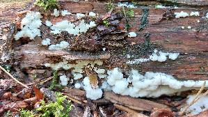 Weissgelbes-Netzpolster_Ceratiomyxa-fruticulosa-var-porioides_20260901_120525.jpg