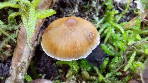 Weissgenatterter-Was--serkopf_Cortinarius-albovariegatus_20250930_134546.jpg