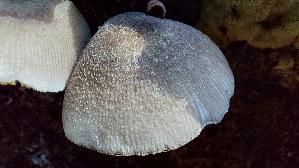 Weisslicher-Dachpilz_Pluteus-plautus_20260823_141204.jpg