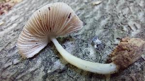 Weisslicher-Dachpilz_Pluteus-plautus_20260823_141431.jpg